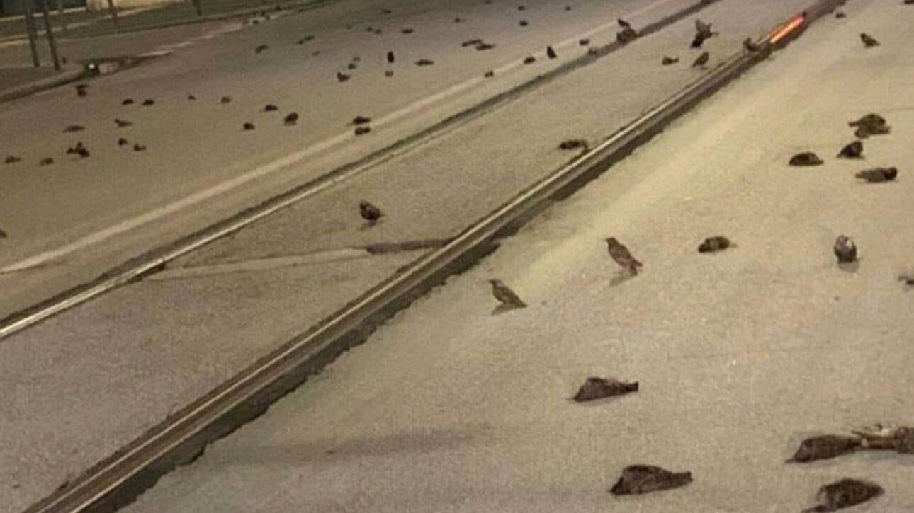 Ρώμη: Νεκρά εκατοντάδες πουλιά μετά τα πυροτεχνήματα για την έλευση του 2021