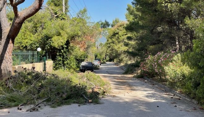 Κίνδυνος φωτιάς: Κλαδιά, κουκουνάρια και σκουπίδια – Τι είδαμε στα βόρεια προάστια