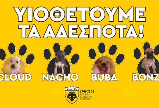 Στηρίζει τα αδέσποτα ζώα η ΑΕΚ