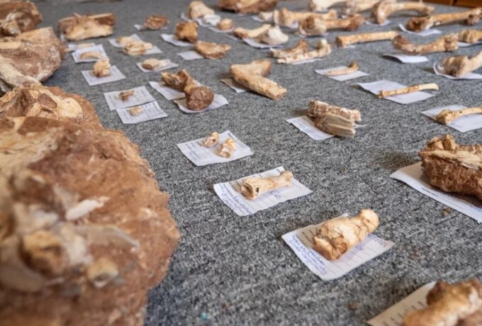 Σύγχρονο… jurassic park στη Λέσβο: Απολιθωμένα οστά ζώων που έζησαν πριν από 2 εκατ χρόνια (pics)