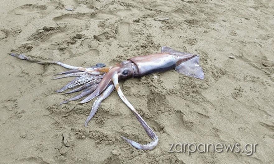 Θράψαλο γίγας βρέθηκε στην παραλία των Χανίων!