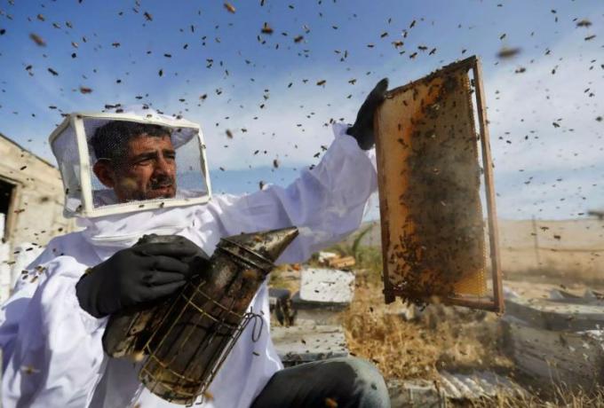 Air bee and bee: Νοικιάζεται κατάλυμα στην Ιταλία που κοιμάσαι παρέα με ένα εκατ. μέλισσες