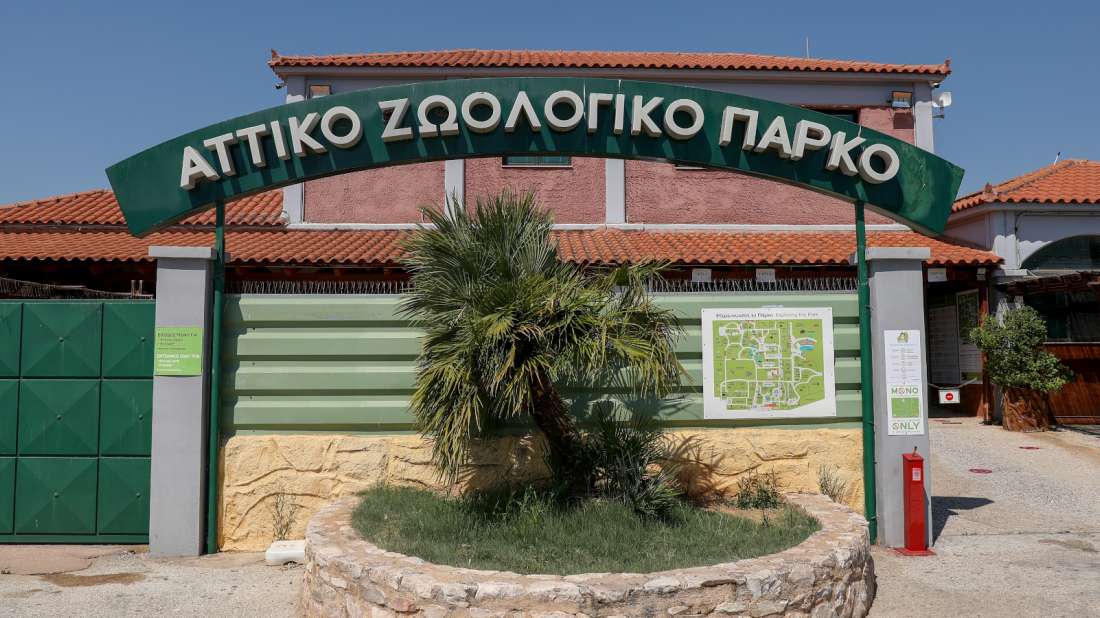 Αττικό Ζωολογικό Πάρκο: Προανάκριση για τον θάνατο του χιμπατζή – Ελεύθερος ο φροντιστής που πυροβόλησε